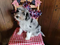 Mini Louise, a female Miniature Bernedoodle for sale in Colorado Springs, CO – 3 of 10