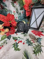 Marley , a male Poodle - Toy  for sale in Colorado Springs, CO – 10 of 10
