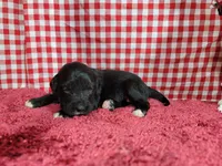 Dolly, a female Golden Mountain Dog for sale in Colorado Springs, CO – 2 of 10