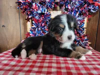Achilles , a male Bernese Mountain Dog for sale in Colorado Springs, CO – 1 of 10