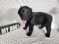 Hamm, a male Golden Mountain Dog for sale in Colorado Springs, CO – 9 of 10