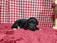 Trixie, a female Golden Mountain Dog for sale in Colorado Springs, CO – 4 of 10