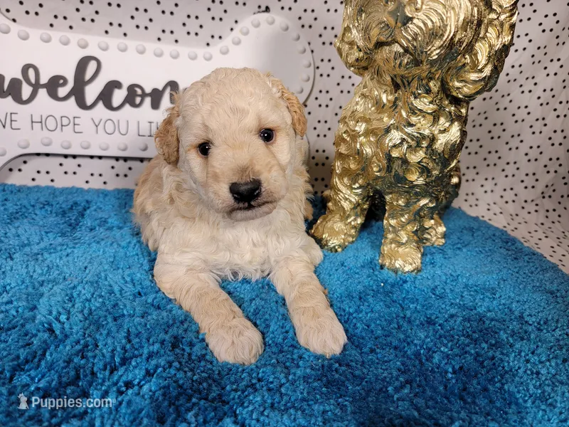 Robin – Poodle - Toy , Miniature Goldendoodle puppy for sale in Colorado Springs, CO