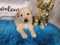 Robin, a male Poodle - Toy  and Miniature Goldendoodle for sale in Colorado Springs, CO – 1 of 10