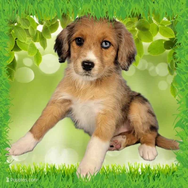 Mini Tammy – Miniature Bernedoodle puppy for sale in Colorado Springs, CO