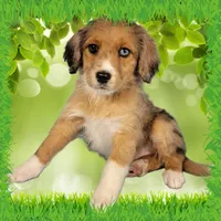 Mini Tammy, a female Miniature Bernedoodle for sale in Colorado Springs, CO – 1 of 10