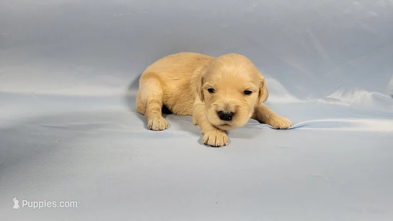 Lara Croft – Golden Retriever puppy for sale in Colorado Springs, CO