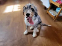 Mini Bob, a male Miniature Bernedoodle for sale in Colorado Springs, CO – 6 of 10