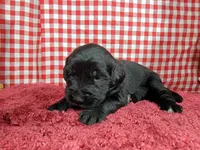 Jessie, a female Golden Mountain Dog for sale in Colorado Springs, CO – 10 of 10