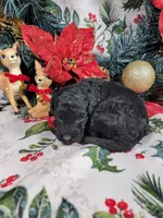 Marley , a male Poodle - Toy  for sale in Colorado Springs, CO – 3 of 10