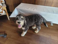 Mini Gene, a male Miniature Bernedoodle for sale in Colorado Springs, CO – 5 of 10