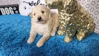 Robin, a male Poodle - Toy  and Miniature Goldendoodle for sale in Colorado Springs, CO – 2 of 10