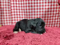 Trixie, a female Golden Mountain Dog for sale in Colorado Springs, CO – 6 of 10