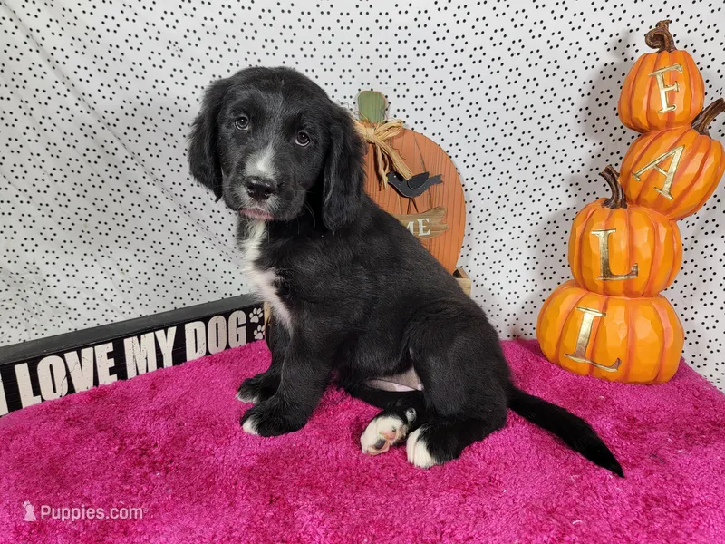 Bo Peep – Golden Mountain Dog puppy for sale in Colorado Springs, CO