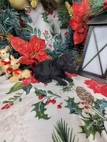 Marley , a male Poodle - Toy  for sale in Colorado Springs, CO – 8 of 10
