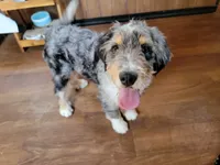 Mini Bob, a male Miniature Bernedoodle for sale in Colorado Springs, CO – 9 of 10