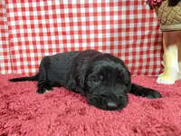 Jessie, a female Golden Mountain Dog for sale in Colorado Springs, CO – 6 of 10