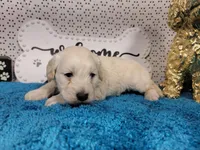 Batman, a male Poodle - Toy  and Miniature Goldendoodle for sale in Colorado Springs, CO – 9 of 10