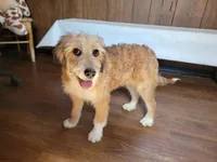Mini Julia, a female Miniature Bernedoodle for sale in Colorado Springs, CO – 10 of 10