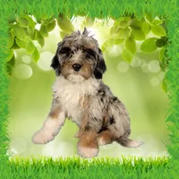Mini Teddy, a male Miniature Bernedoodle for sale in Colorado Springs, CO – 6 of 6