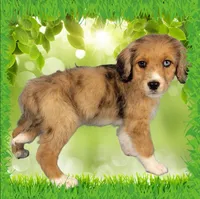Mini Tammy, a female Miniature Bernedoodle for sale in Colorado Springs, CO – 10 of 10