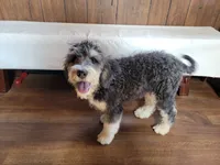 Mini Gene, a male Miniature Bernedoodle for sale in Colorado Springs, CO – 3 of 10