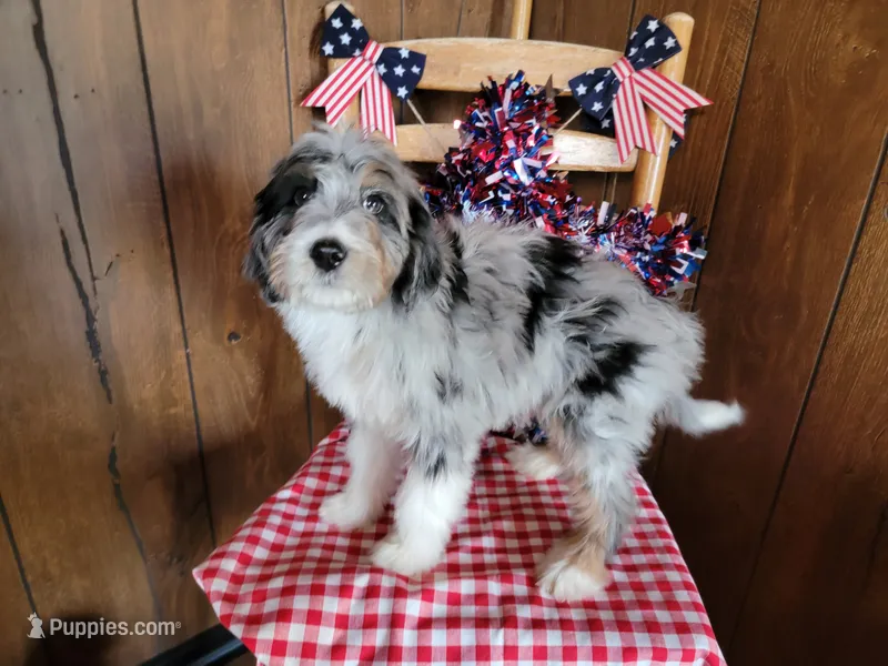 Mini Louise – Miniature Bernedoodle puppy for sale in Colorado Springs, CO