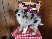 Mini Louise, a female Miniature Bernedoodle for sale in Colorado Springs, CO – 1 of 10