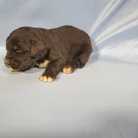 processed/f274308e-dd26-4cc5-b154-9ca6d72c2aff/listing/c5c05dae-076d-4393-af63-d1bbb2ea7a9f/5b7c2d37-0e11-4e0c-b342-54ab7789382e