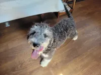 Mini Gene, a male Miniature Bernedoodle for sale in Colorado Springs, CO – 9 of 10