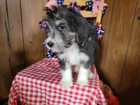Mini Gene, a male Miniature Bernedoodle for sale in Colorado Springs, CO – 9 of 10