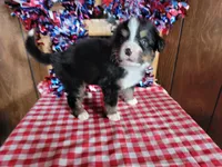 Hector, a male Bernese Mountain Dog for sale in Colorado Springs, CO – 8 of 10