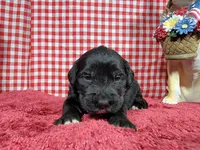 Gabby Gabby, a female Golden Mountain Dog for sale in Colorado Springs, CO – 5 of 10