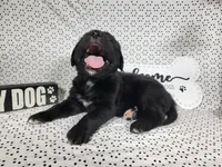 Hamm, a male Golden Mountain Dog for sale in Colorado Springs, CO – 10 of 10