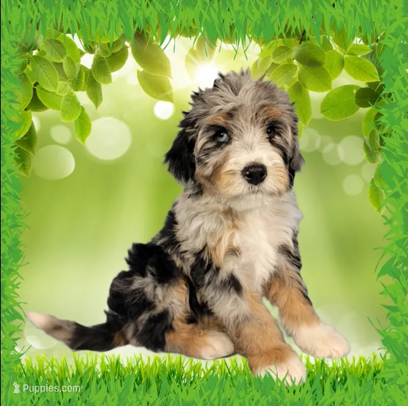 Mini Tina – Miniature Bernedoodle puppy for sale in Colorado Springs, CO
