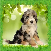 Mini Tina, a female Miniature Bernedoodle for sale in Colorado Springs, CO – 1 of 10