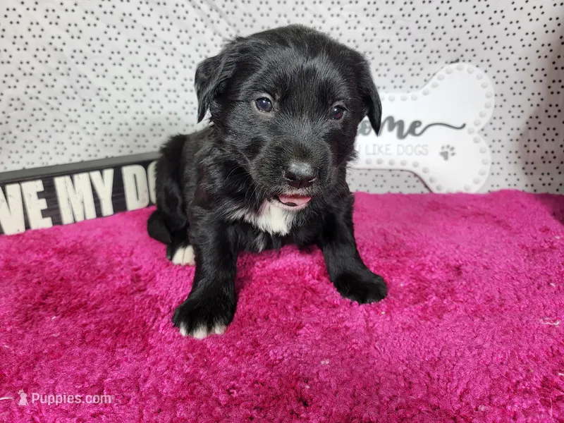 Gabby Gabby – Golden Mountain Dog puppy for sale in Colorado Springs, CO