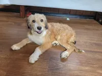 Mini Julia, a female Miniature Bernedoodle for sale in Colorado Springs, CO – 2 of 10