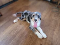 Mini Bob, a male Miniature Bernedoodle for sale in Colorado Springs, CO – 4 of 10