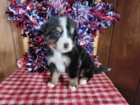 Achilles , a male Bernese Mountain Dog for sale in Colorado Springs, CO – 3 of 10