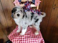 Mini Louise, a female Miniature Bernedoodle for sale in Colorado Springs, CO – 9 of 10
