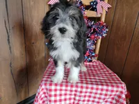 Mini Gene, a male Miniature Bernedoodle for sale in Colorado Springs, CO – 8 of 10