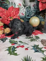 Marley , a male Poodle - Toy  for sale in Colorado Springs, CO – 5 of 10