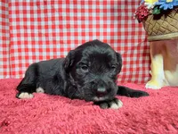 Gabby Gabby, a female Golden Mountain Dog for sale in Colorado Springs, CO – 1 of 10