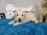 Batman, a male Poodle - Toy  and Miniature Goldendoodle for sale in Colorado Springs, CO – 4 of 10