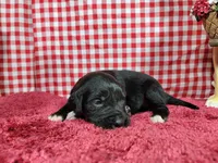 Dolly, a female Golden Mountain Dog for sale in Colorado Springs, CO – 10 of 10