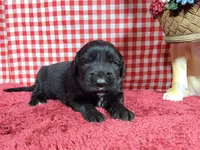 Jessie, a female Golden Mountain Dog for sale in Colorado Springs, CO – 5 of 10