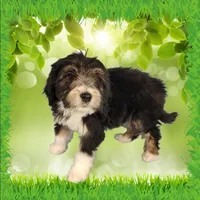 Mini Gene, a male Miniature Bernedoodle for sale in Colorado Springs, CO – 10 of 10