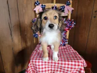 Mini Julia, a female Miniature Bernedoodle for sale in Colorado Springs, CO – 3 of 10