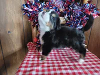 Achilles , a male Bernese Mountain Dog for sale in Colorado Springs, CO – 10 of 10